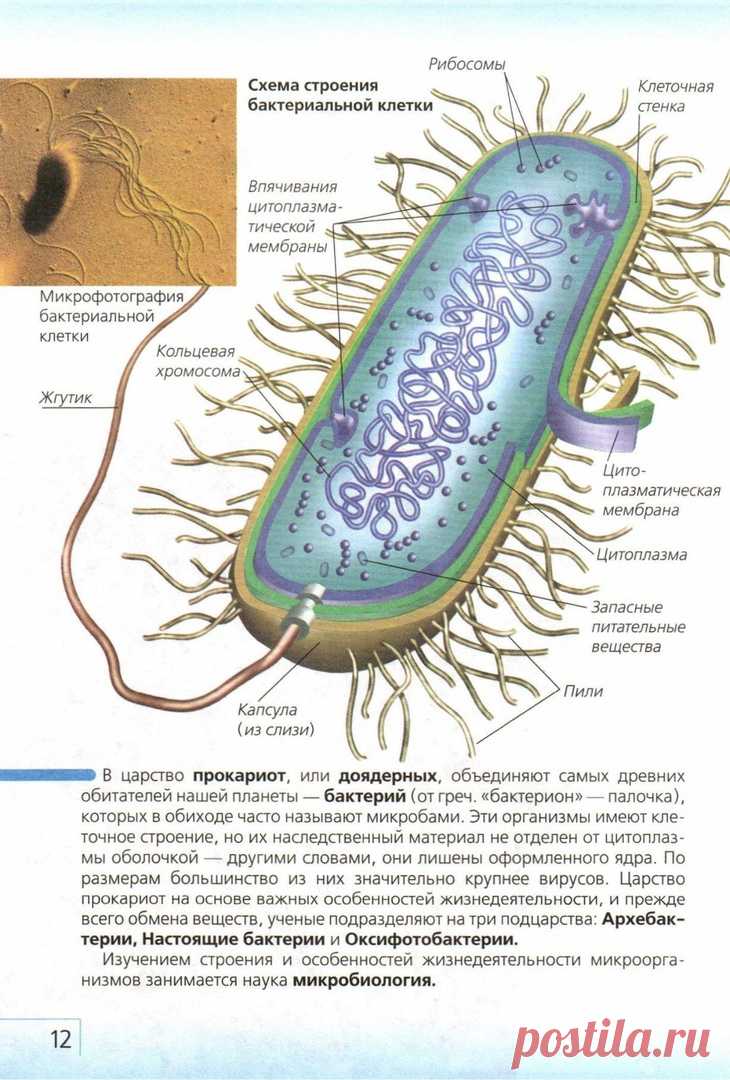 Прокариоты теория. Строение бактериальной клетки прокариот. Строение бактериальной клетки. Особенности строения бактериальной клетки. Строение прокариот.