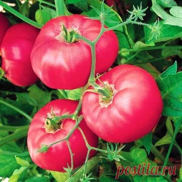 ТОП 3 Самых лучших и крупных сортов томатов с потрясающим вкусом Сорта томатов, которые порадуют своим размером, ароматом и сочным бесподобным вкусом