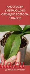 Как спасти умирающую орхидею всего за 5 шагов Разведение орхидей — дело сложное и кропотливое. Фаленопсис — самый распространенный сорт… Подробнее.