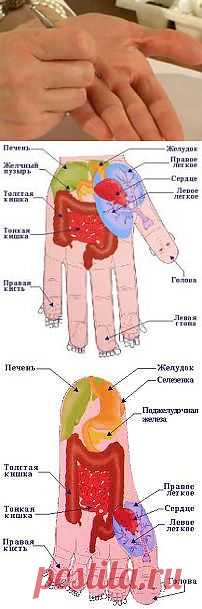 Су джок терапия | Домохозяйки