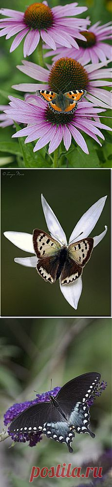 Maritza Gutierrez приколол(а) это к доске Butterflies