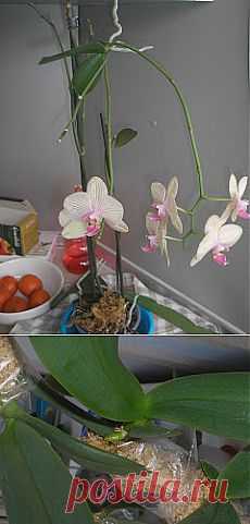 Как укоренить ростки орхидеи | САД НА ПОДОКОННИКЕ