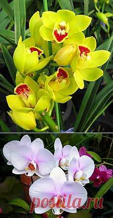(+1) тема - Как ухаживать за домашней орхидеей? | САД НА ПОДОКОННИКЕ