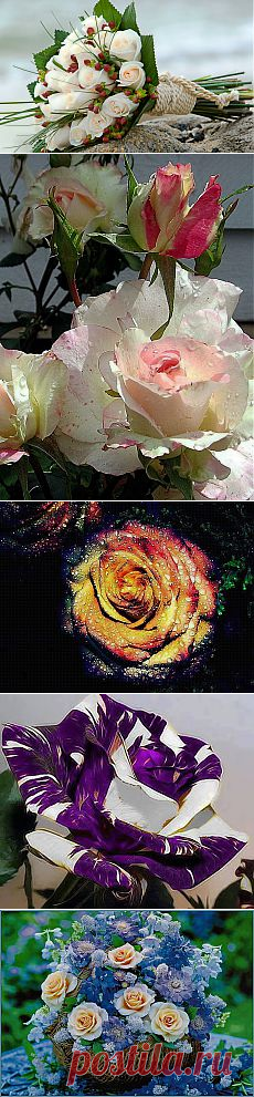 РОЗА-королева цветов | нина яцкова | Советы по выращиванию и красивые фото на Постиле