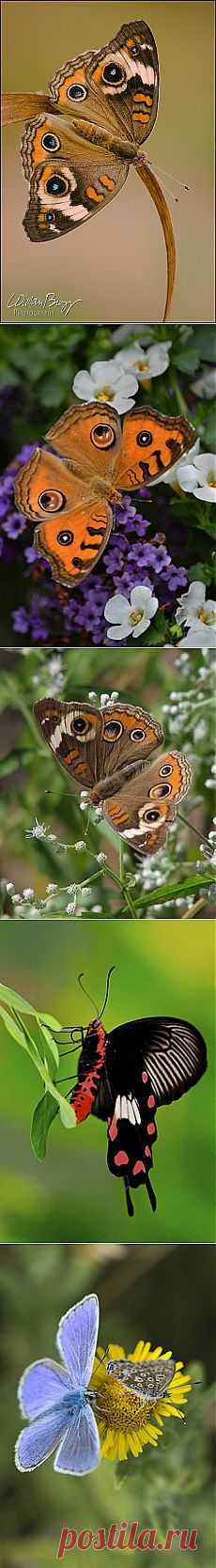 Common Buckeye | Butterflies