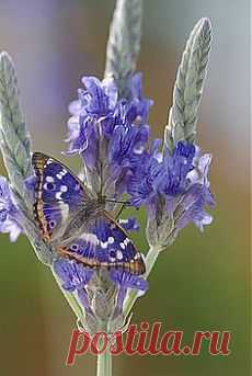 Apatura ilia Butterfly |Flora and Fauna в Pinterest