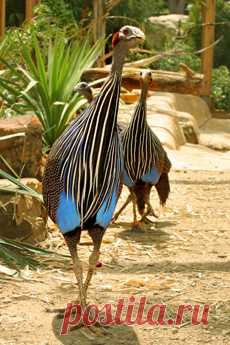 Vulturine guineafowl | Dallas Zoo