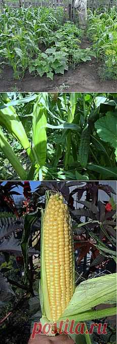 Кукуруза, май - сентябрь, фото

В последнее время я выращиваю кукурузу сорта Тройная Сладость с использованием заготовленных самостоятельно семян. Кукурузу выращиваю совместно с редиской и салатом и использую в качестве опоры для растущих рядом огурцов. К тому же кулисы из кукурузы создают для огурцов благоприятный микроклимат и повышают их урожайность.