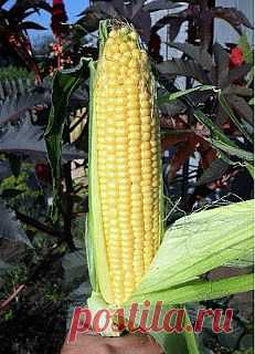 Вкусный Огород: Кукуруза, май - сентябрь, фото