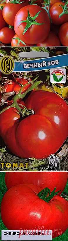 Лучшие сорта томатов 2014. Новые сорта томатов для Подмосковья