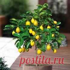 15 Edible Fruit Meyer Lemon Seeds, Exotic Citrus Bonsai Lemon, Tree Fresh Seeds   |  Pinterest