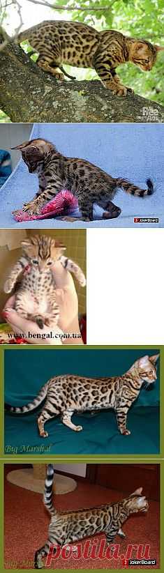 фото котят бенгальских