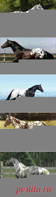 лошадь аппалуза фото: 18 тыс изображений найдено в Яндекс.Картинках