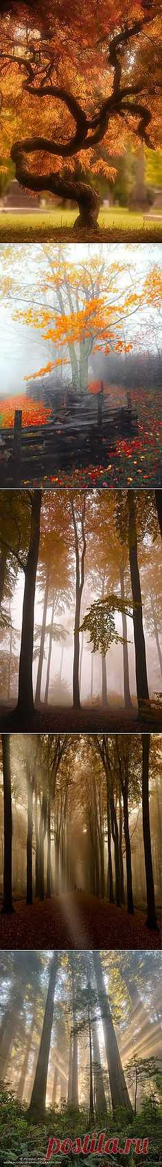 Tree & Path