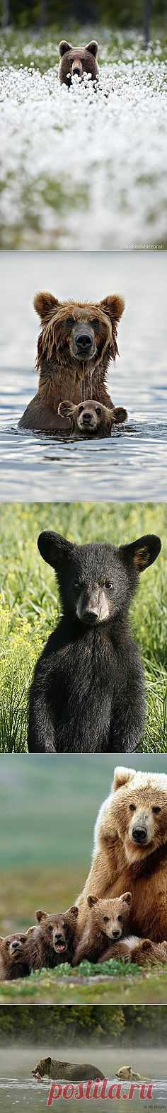 Grizzly In Deep Water By Marco | Animals of all kinds