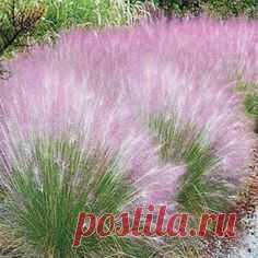 Best Sellers - Cotton Candy Grass. This colorful ornamental…