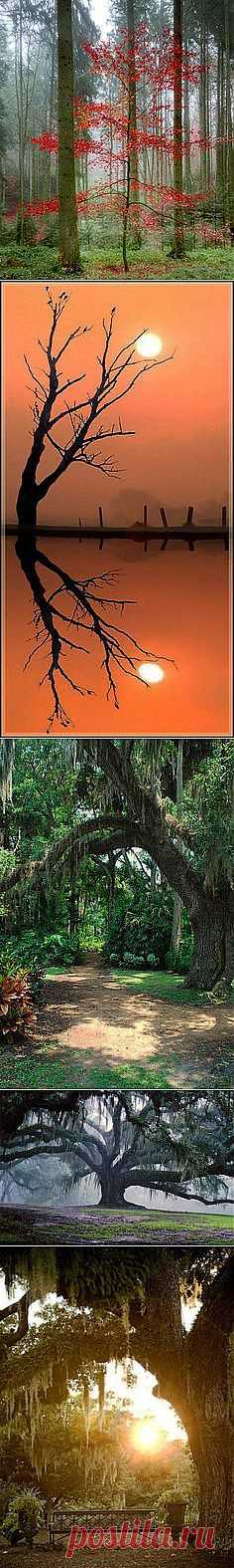 Maurepas Swamp, Louisiana | sun, sky and nature