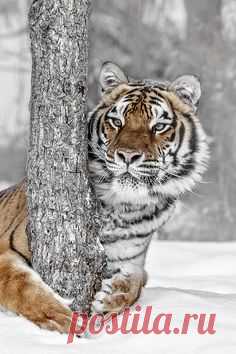 amur_tiger images. Find lots of amur_tiger images