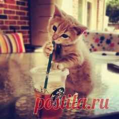 Cat Starbucks ;-)