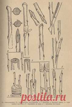 прививки плодовых деревьев-сроки прививки: 21 тыс изображений найдено в Яндекс.Картинках