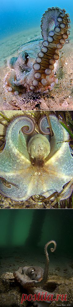 Hawaiian octopus | Under The Sea