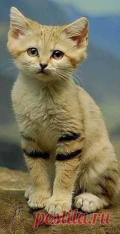 don't call me betty (Sand cat)