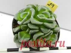 Crassula mesembrianthemopsis