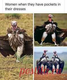 Women when they have pocket in their dresses

#funny #birds #memes #girls #gagbee