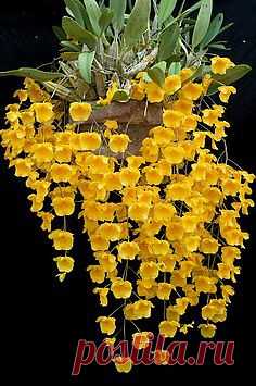 орхидеи видов из материковой Юго-Восточной Азии
