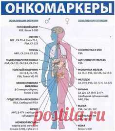 ОНКОМАРКЕРЫ Перечень онкомаркеров, которые имеют значение при диагностике злокачественных опухолей: - АФП (альфа-фетопротеин) - онкомаркер первичного рака печени. Данные получаемые по результатам теста на АПФ могут быть использованы для диагностики присутствия пороков п..