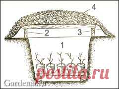 Хранение растений зимой в садовом прикопе