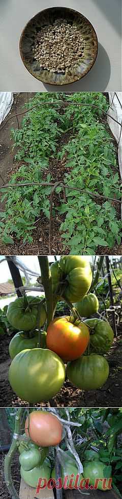 Выращивание помидоров в открытом грунте. Практический опыт.