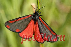 Cinnabar moth (Tyria jacobaeae), Mitcham Common, London | Flickr - Photo Sharing!