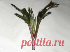 Дайджест сайтa Gardenia.ru Номер 476