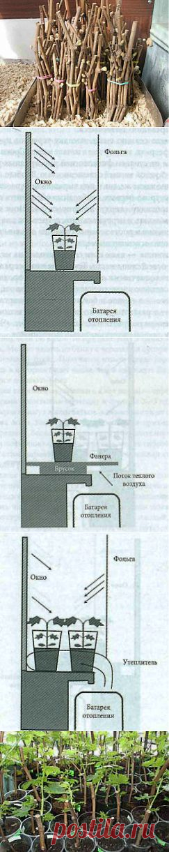 Подробно о выращивании черенков винограда в домашних условиях | Дача - впрок