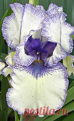 Tall Bearded Iris ♦♦♦ORINOCO FLOW♦♦♦ | Just Iris~