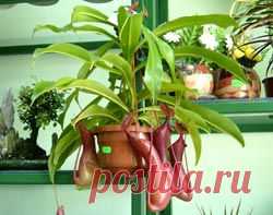 leto.tomsk.ru - Выставка растений в магазине Цветочный базар