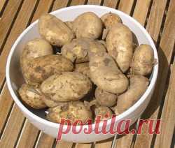 Картофель: как уберечь урожай от фитофторы - картофель, картошка, фитофтороз картофеля