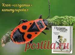 Я победил в войне с жуками-солдатиками с помощью... полыни