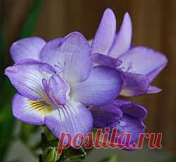Луковицы (клубни) Фрезии - купить осенние луковичные цветы в интернет-магазине почтой