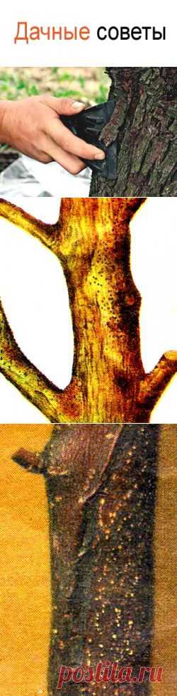 Защитить кору деревьев от ожогов, лечениие коры от черного рака, цитоспороза, усыхания