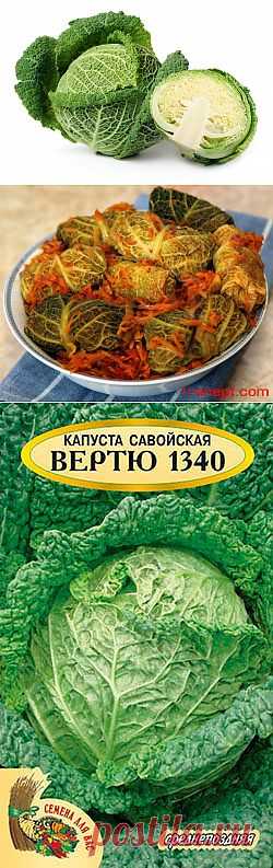 Капуста савойская – привлекательное чудо огорода, цветника. 
В пищу используют кочан (в свежем, отварном, жареном виде); в отличие от других капуст не заквашивается. 
Является прекрасным диетическим продуктом, особенно полезным детям и людям пожилого возраста.