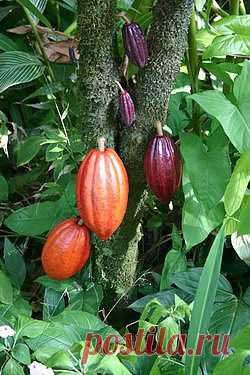 Какао из настоящего какао-порошка улучшает здоровье, настроение и кожу