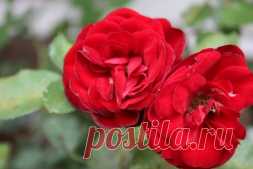 Залог успешного выращивания роз - Садоводка