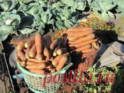 Как я выращиваю морковь - Садоводка