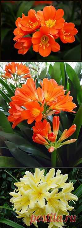 Кливия - Кливия - Комнатные цветы и растения - Каталог статей - Цветы и растения