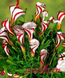 Оксалис Версиколор  - Карамельные цветы