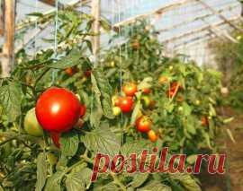 Выращивание помидоров в теплице – секреты обильного урожая | На грядке (Огород.ru)