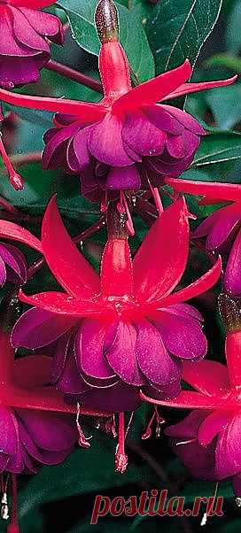 Fuchsia, Dollar Princess - These make the most beautiful ... | Flowers