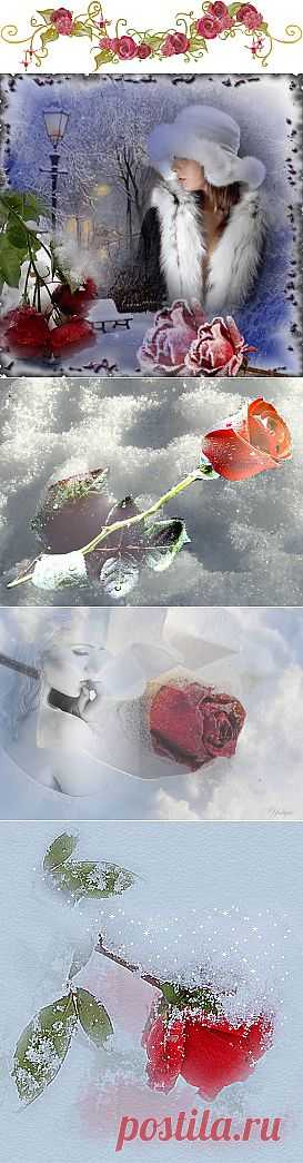 Плейкаст «Лежали розы на снегу...»